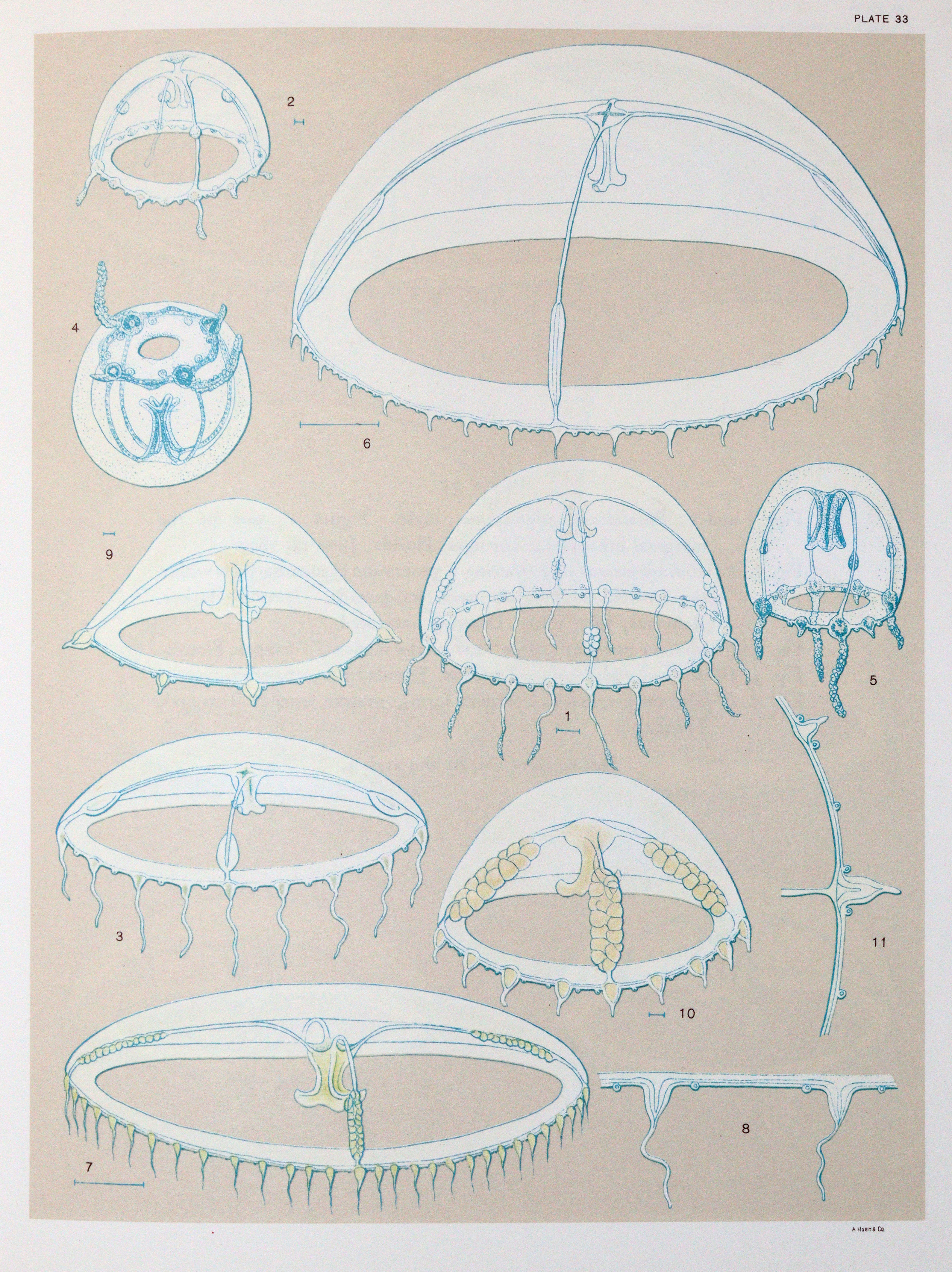 Mayer,A.G. | Bild Nr.4