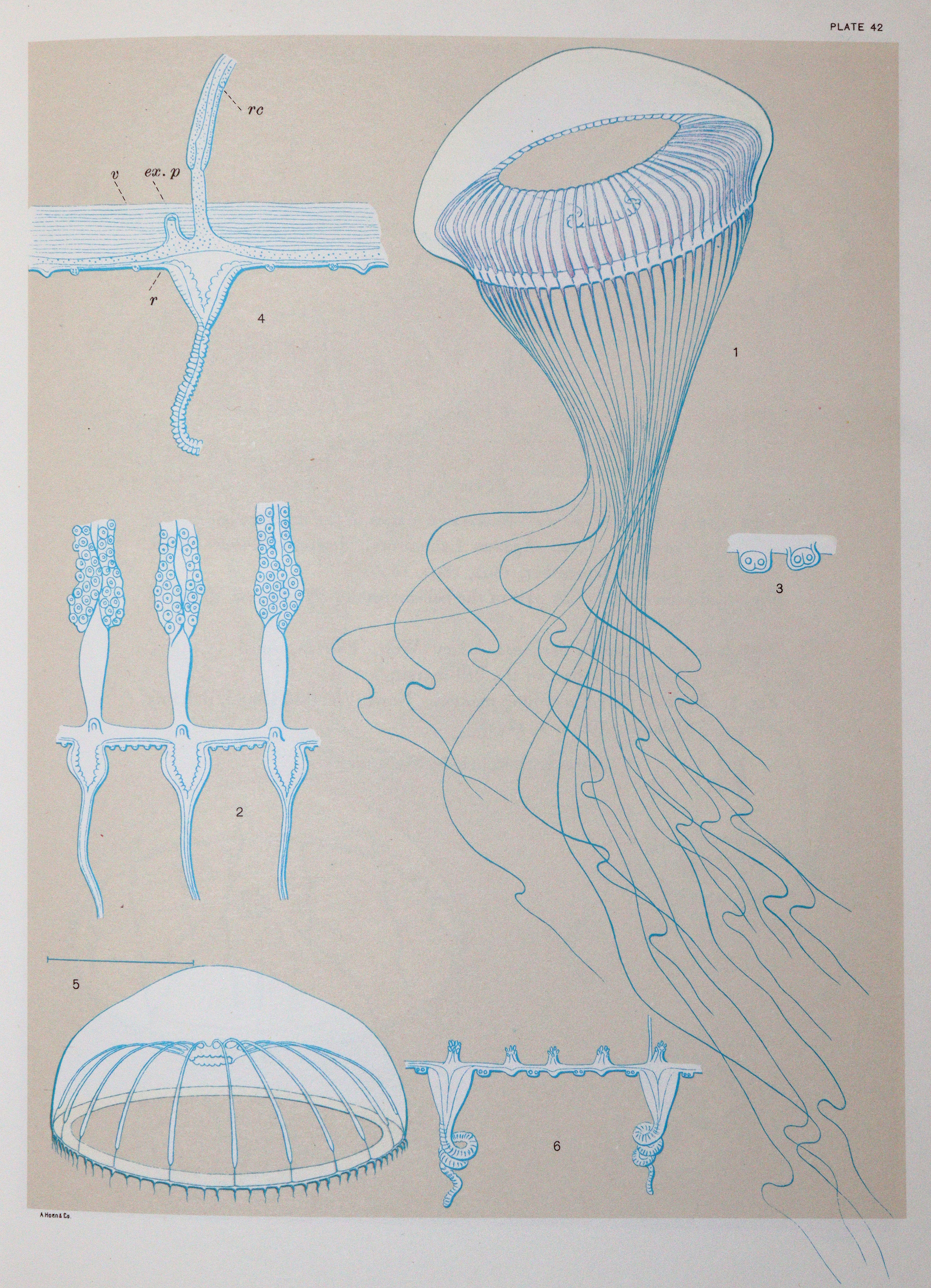 Mayer,A.G. | Bild Nr.5