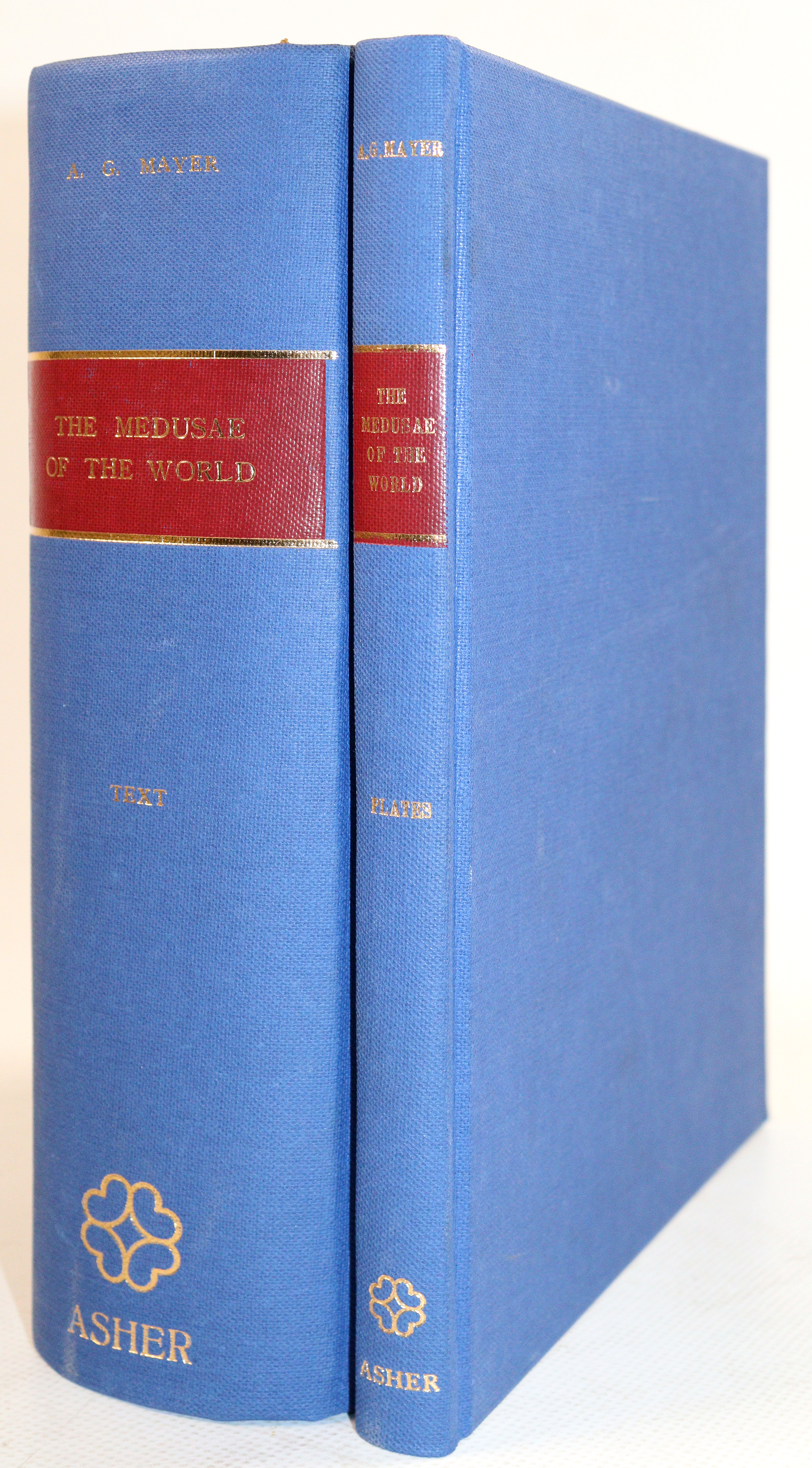 Mayer,A.G. | Bild Nr.6