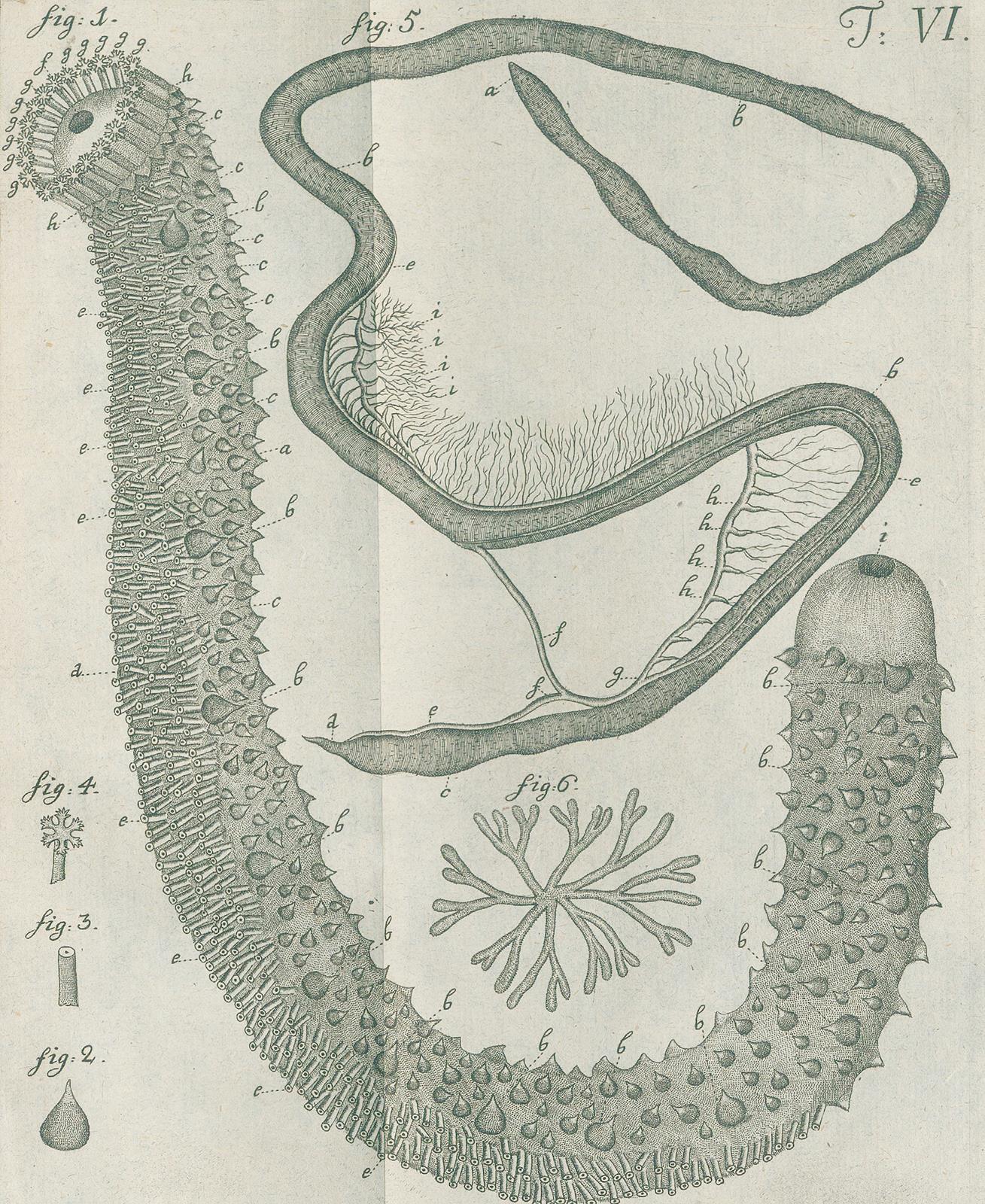 Leske,N.G. | Bild Nr.2
