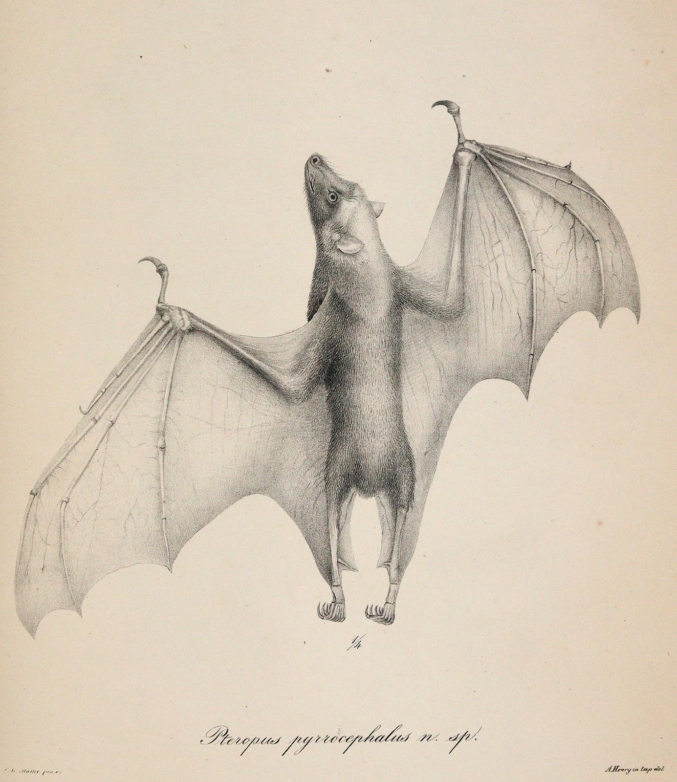 (Meyen,F.J.F. | Bild Nr.3