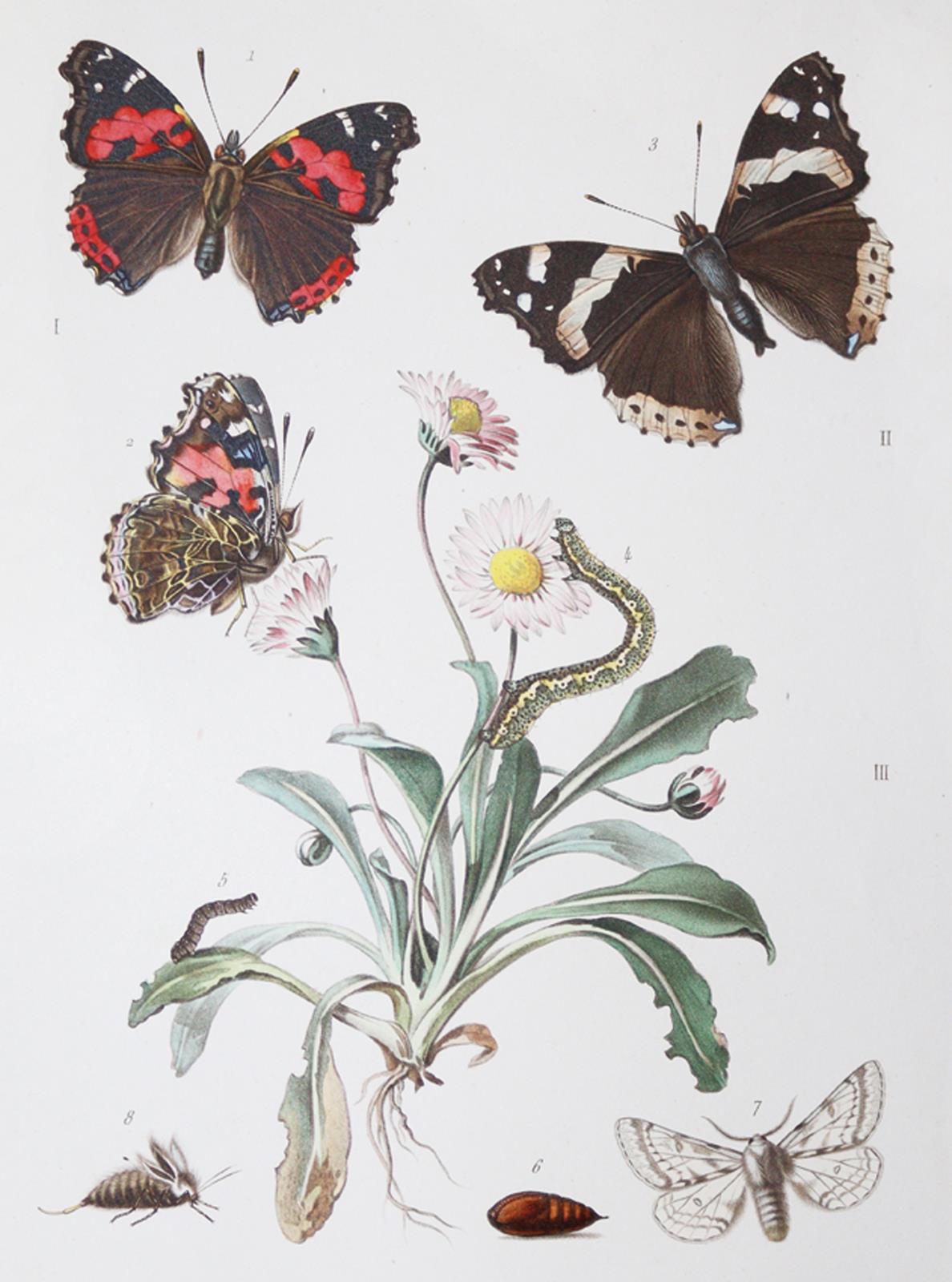 Milliere,P. | Bild Nr.1