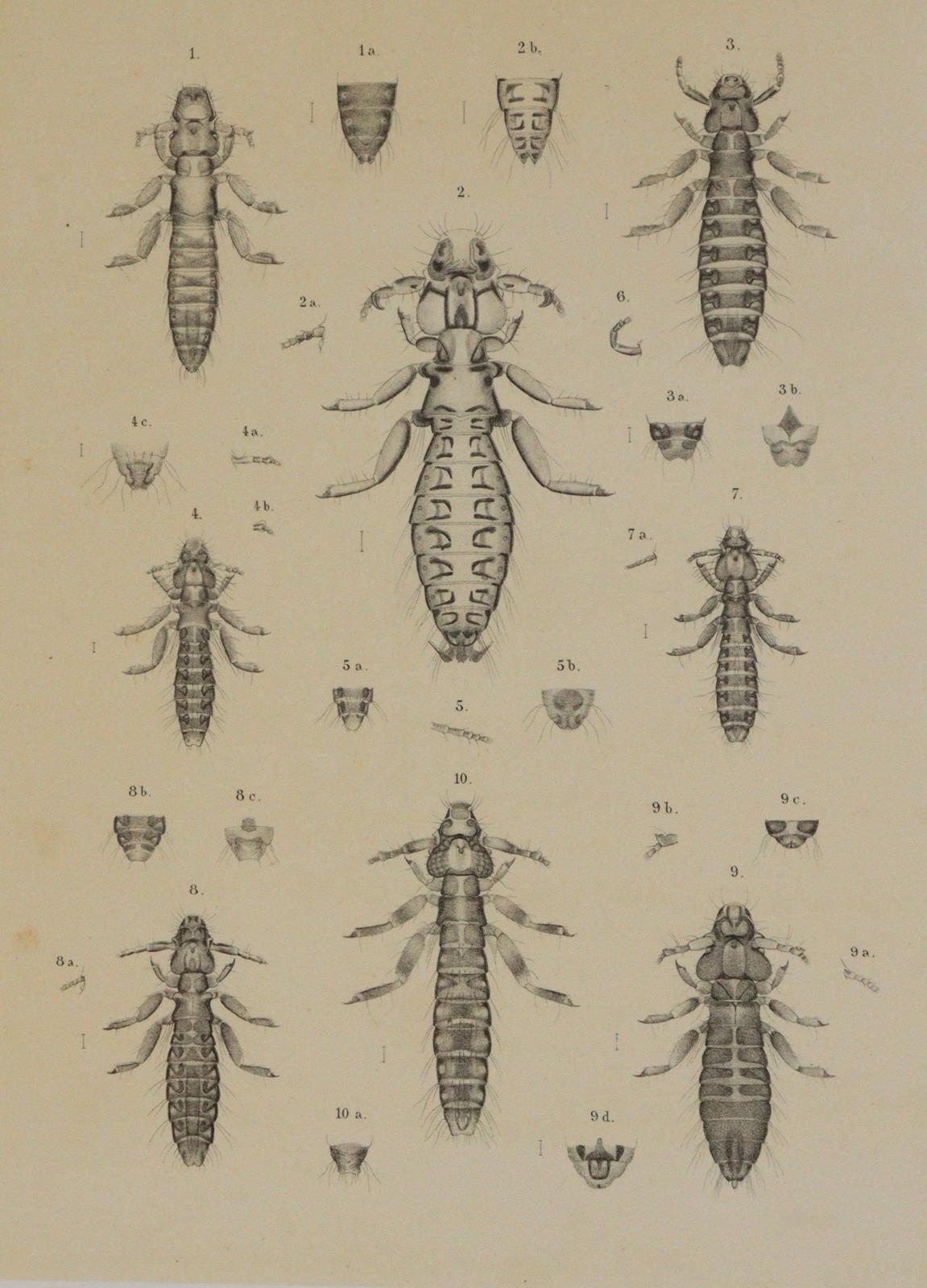 Piaget,E. | Bild Nr.3