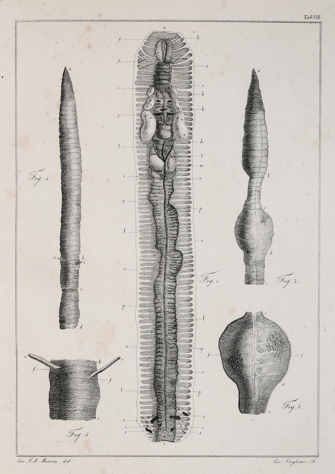 Morren,C.F.A. | Bild Nr.1