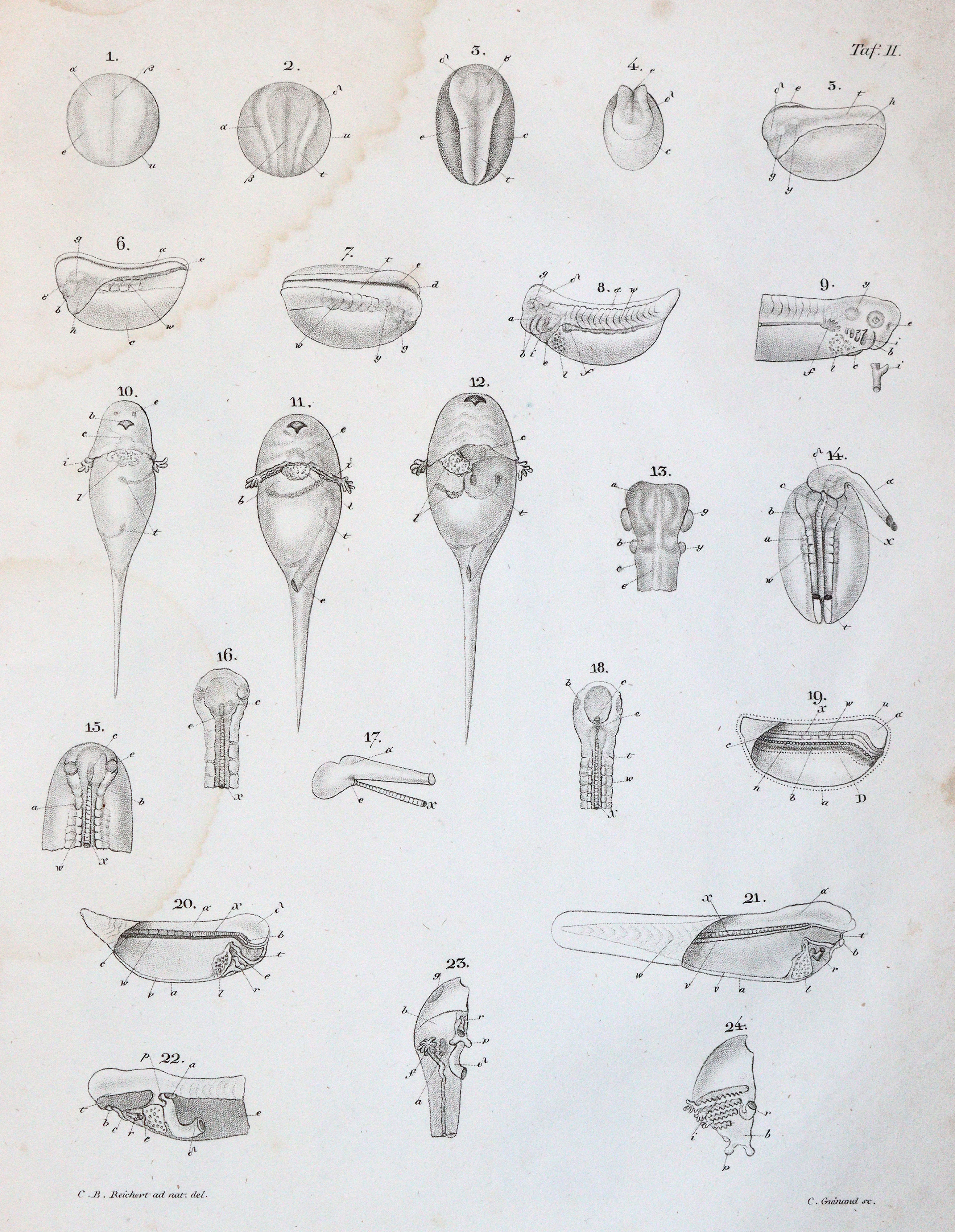 Reichert,K.B. | Bild Nr.2