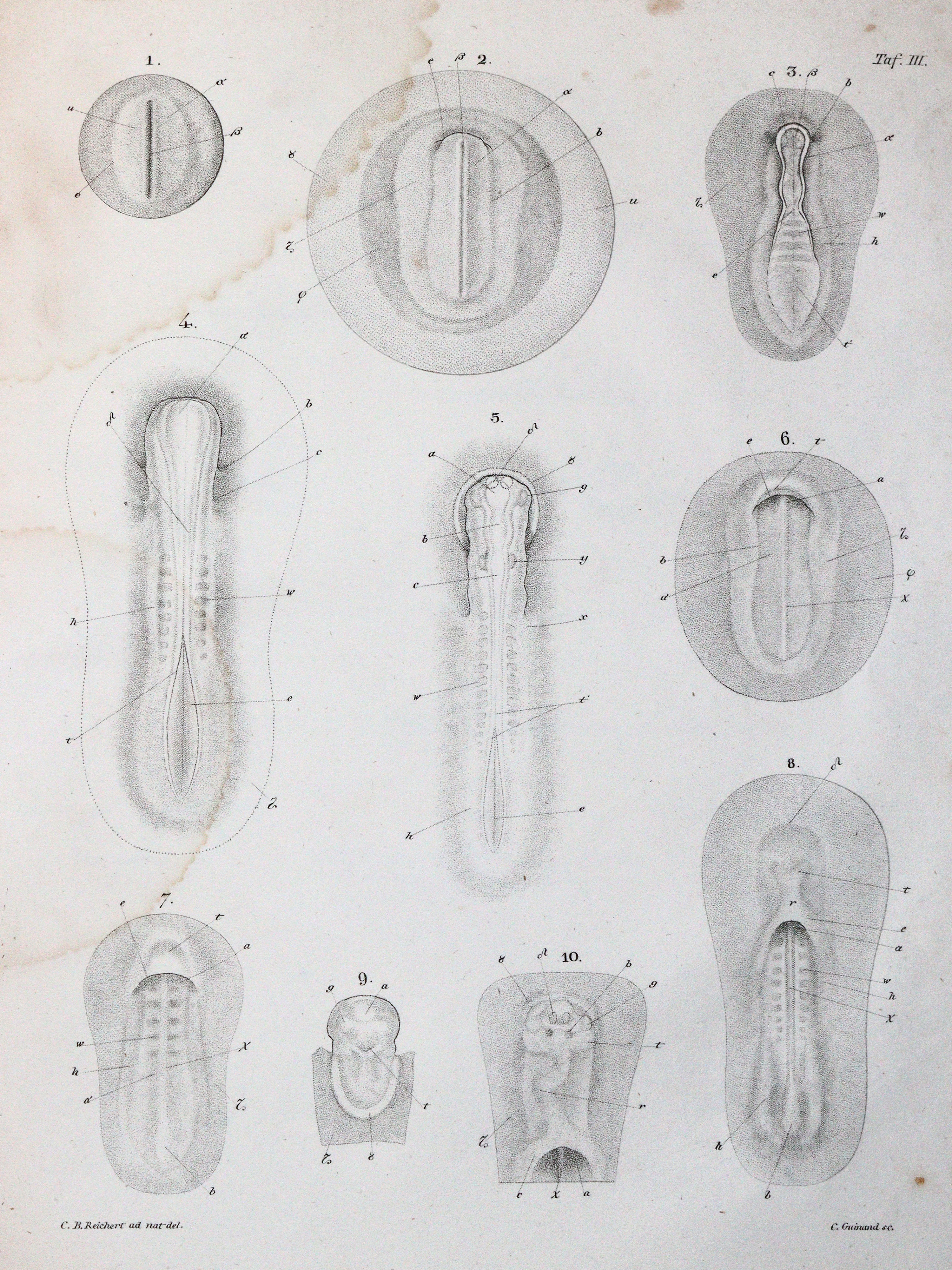 Reichert,K.B. | Bild Nr.3