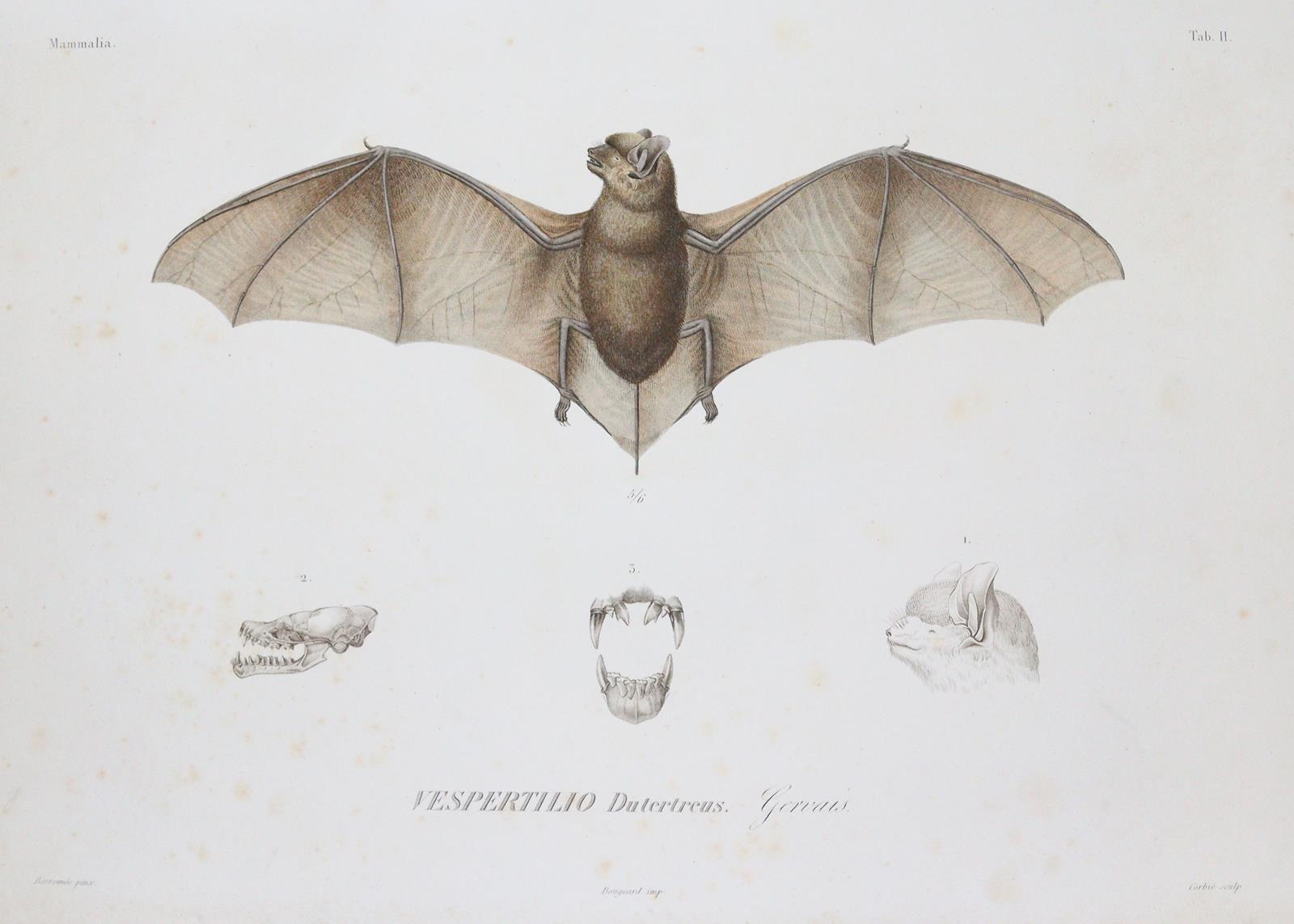 Sagra,R.de la. | Bild Nr.1