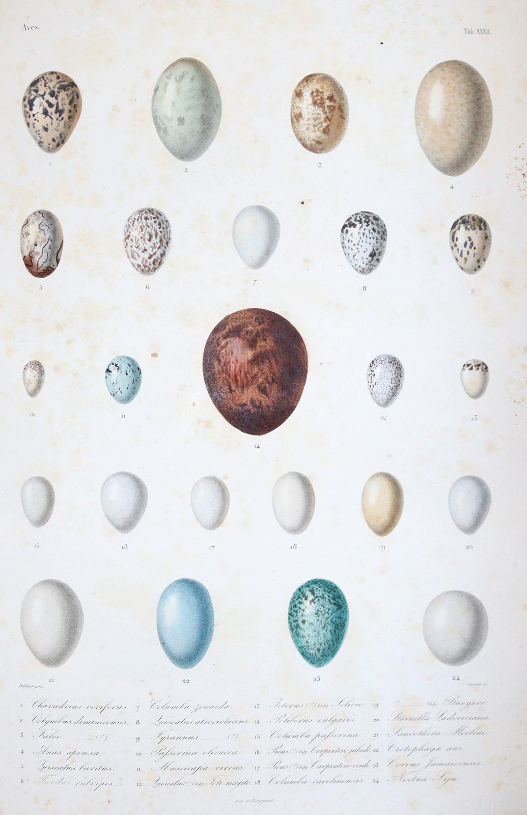 Sagra,R.de la. | Bild Nr.5