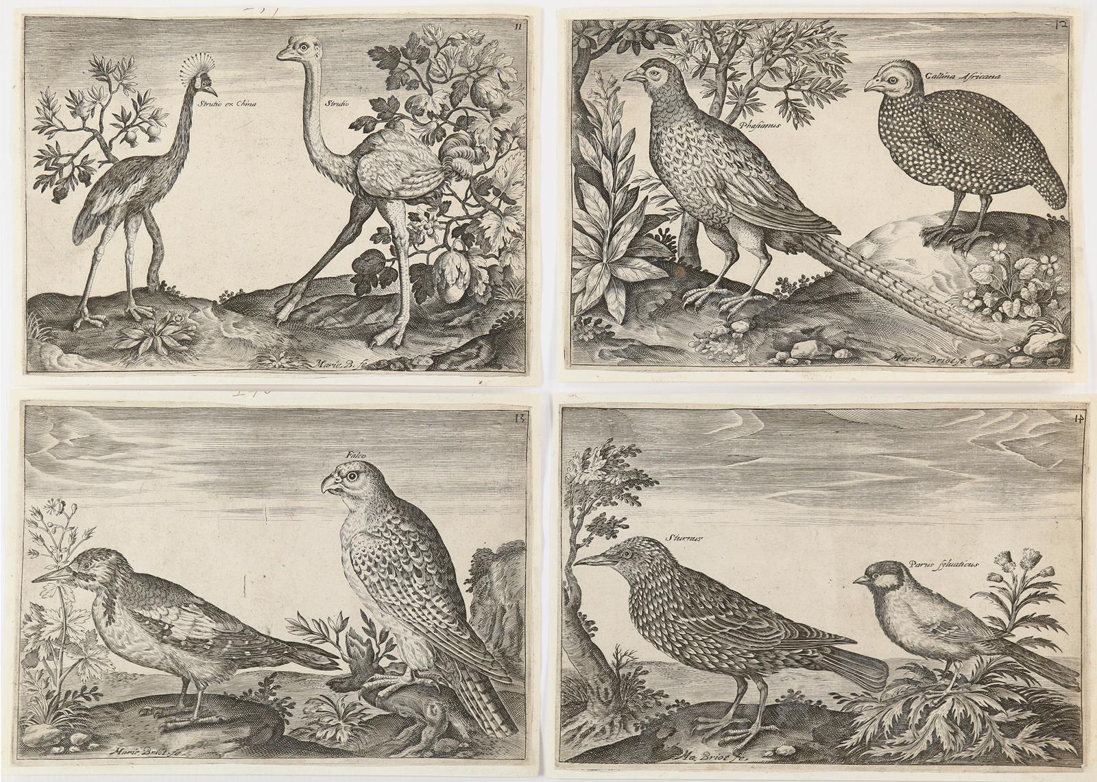 Briot, Marie. | Bild Nr.5