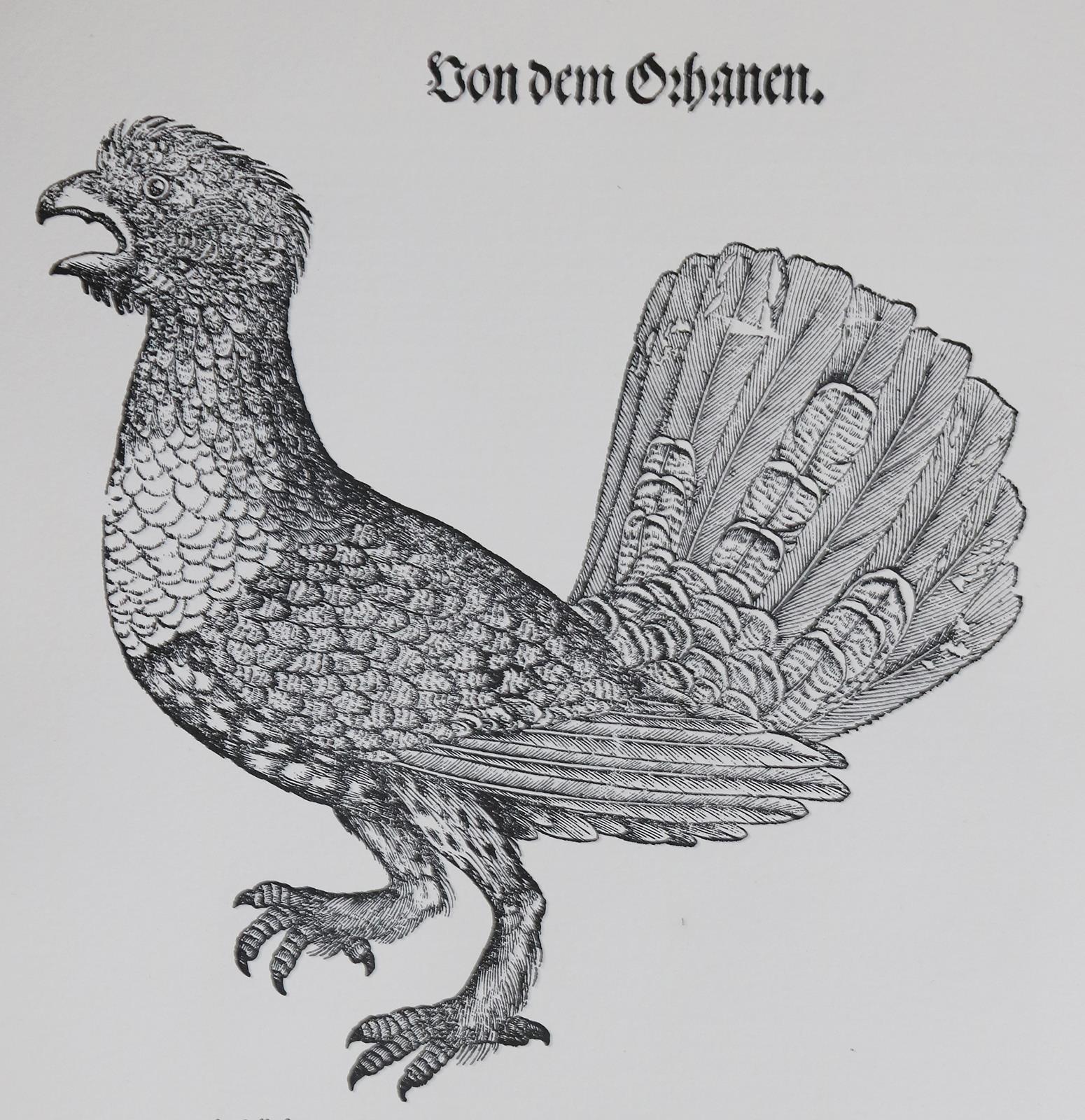 Gessner,C. | Bild Nr.1