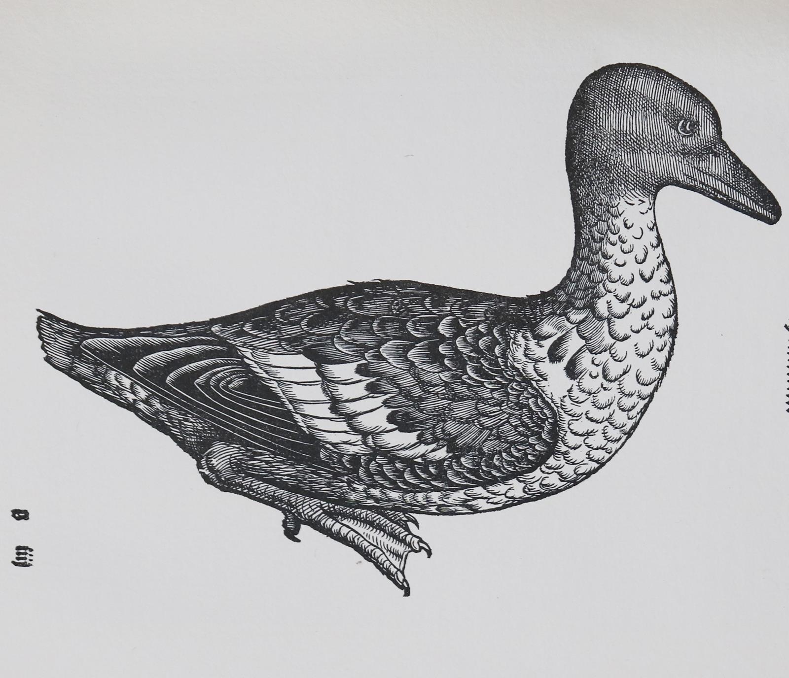 Gessner,C. | Bild Nr.3