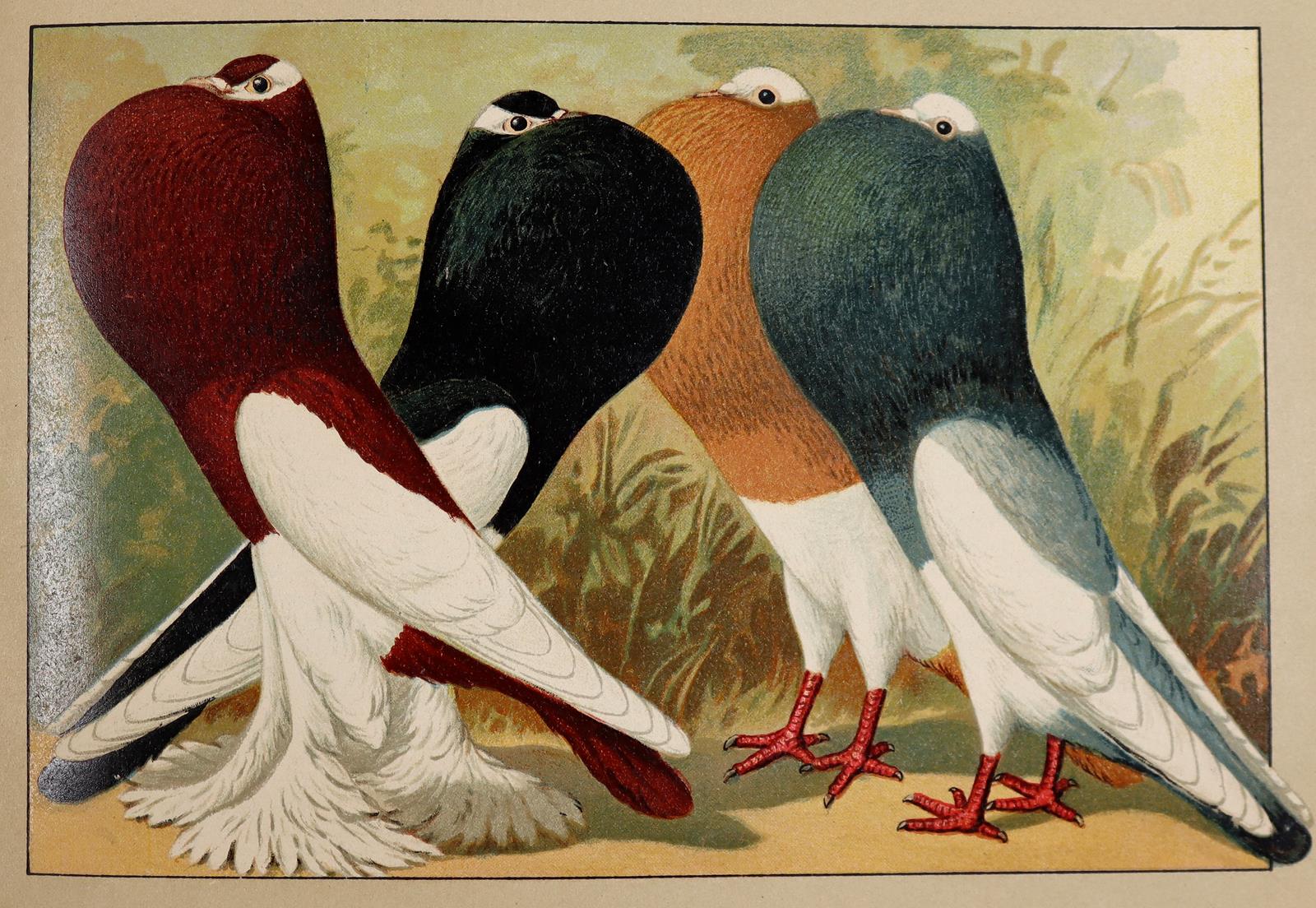 Schachtzabel,E. | Bild Nr.2