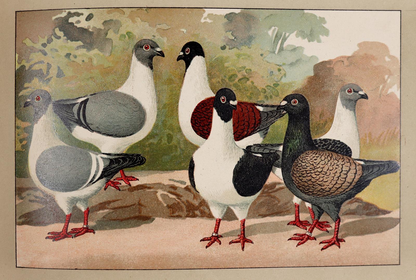 Schachtzabel,E. | Bild Nr.3