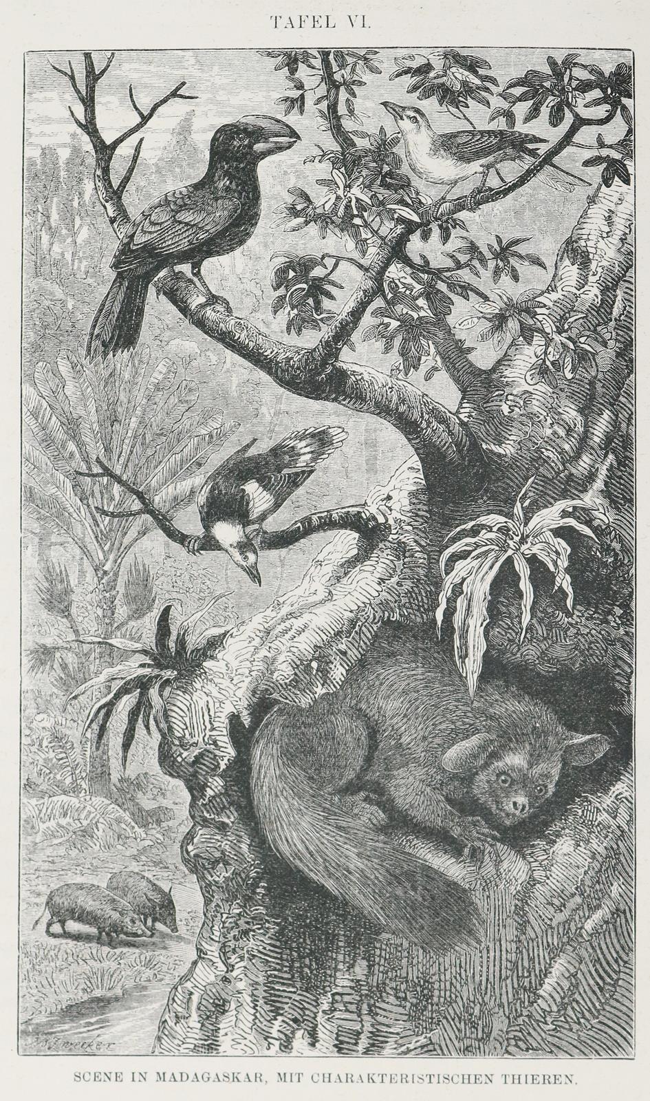 Wallace,A.R. | Bild Nr.1