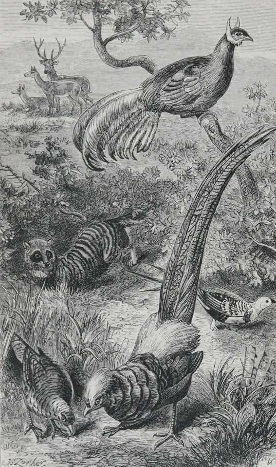 Wallace,A.R. | Bild Nr.1