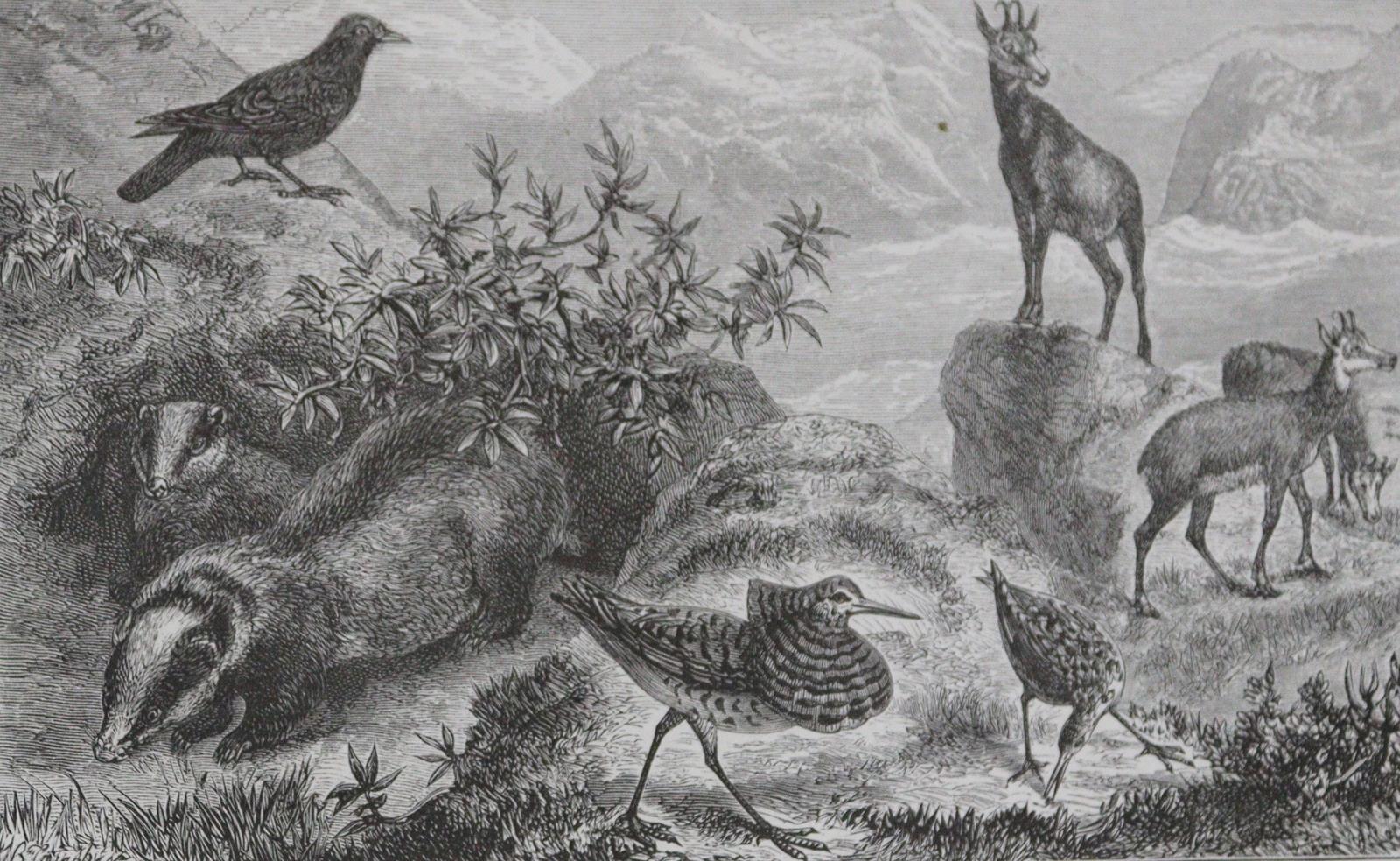 Wallace,A.R. | Bild Nr.2