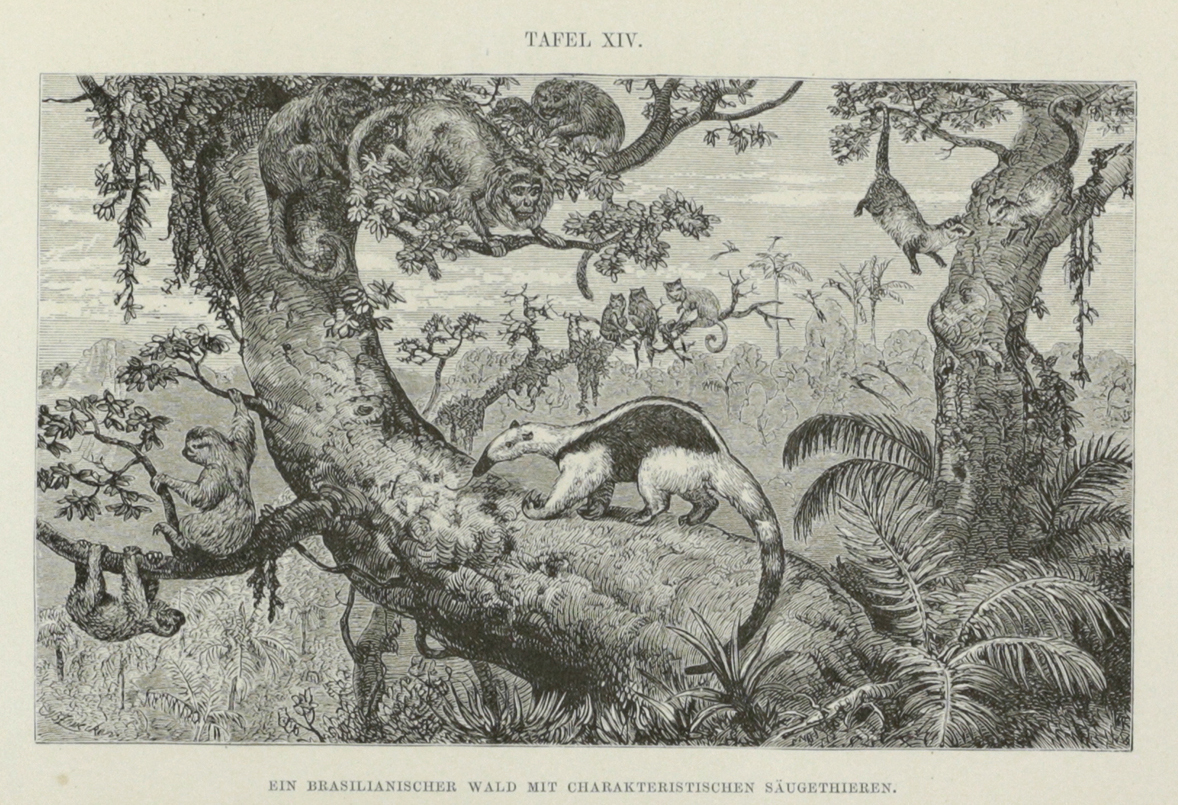 Wallace,A.R. | Bild Nr.5