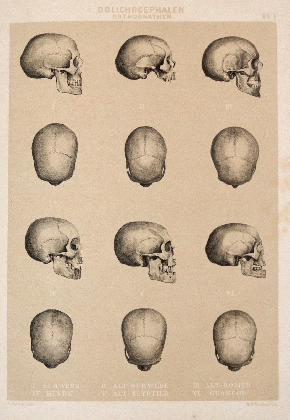 Retzius,A. | Bild Nr.3