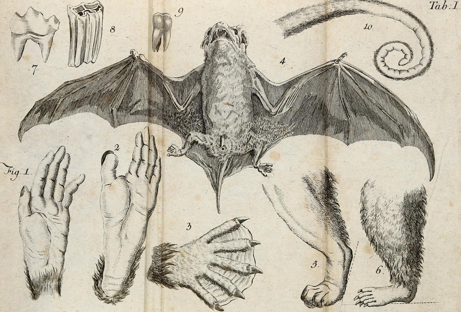 Blumenbach,J.F. | Bild Nr.2