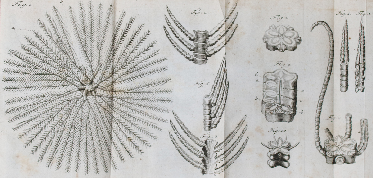 (Adelung,J.C.). | Bild Nr.3