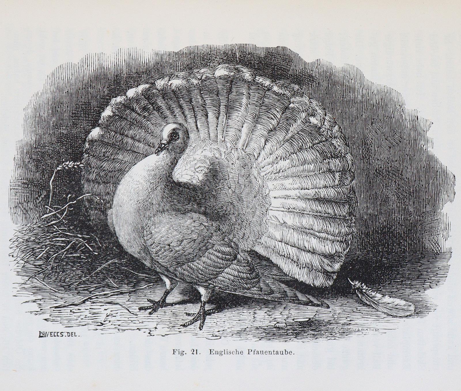 Darwin,C. | Bild Nr.2