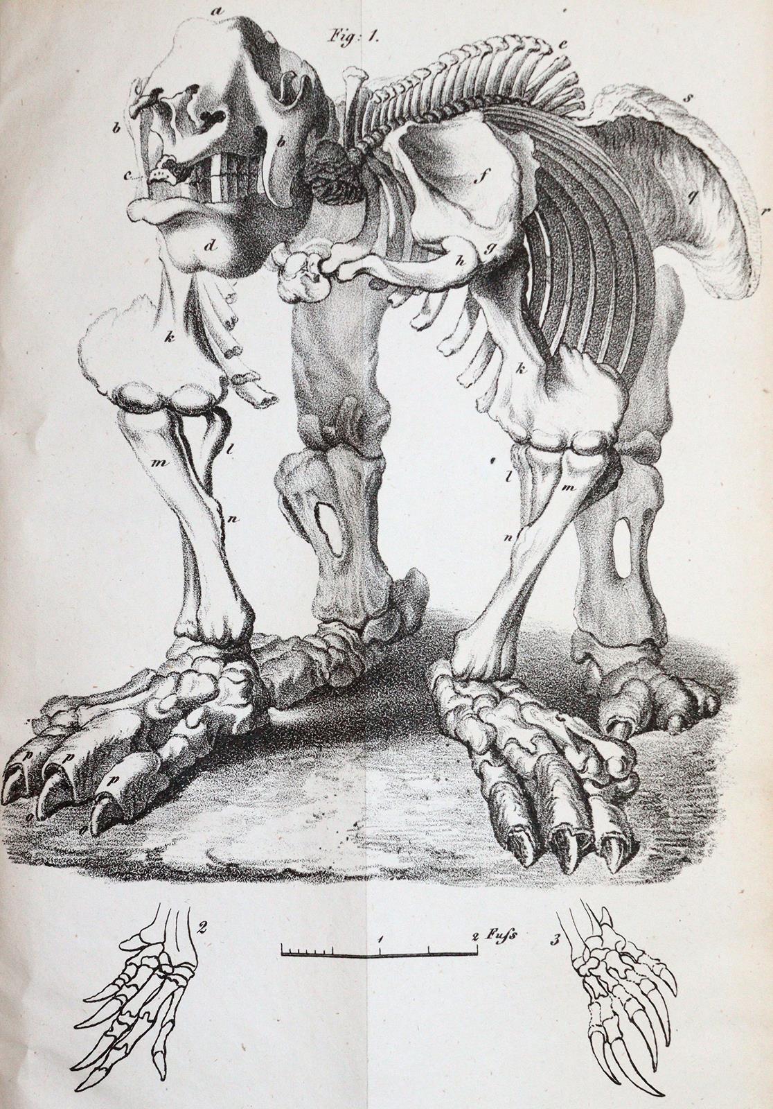 Buckland,W. | Bild Nr.3