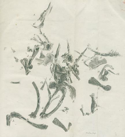 Leonhard,C.C. (Hrsg.). | Bild Nr.2