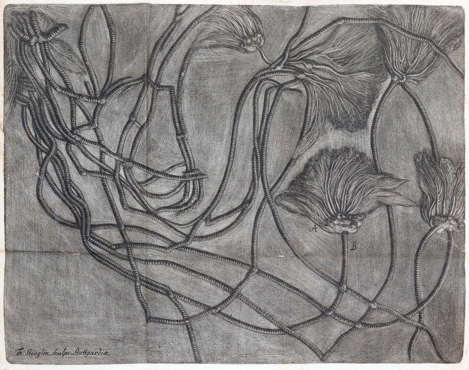 Hiemer,E.F. | Bild Nr.2