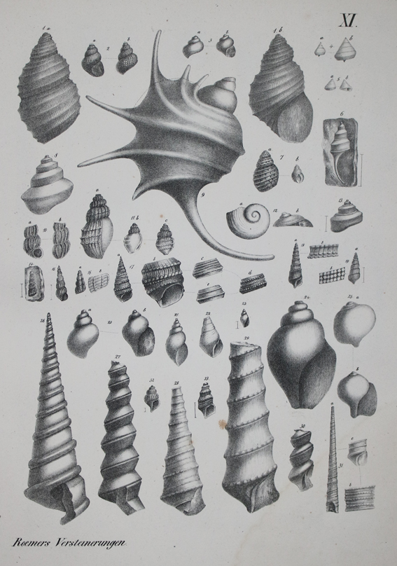 Roemer,F.A. | Bild Nr.1