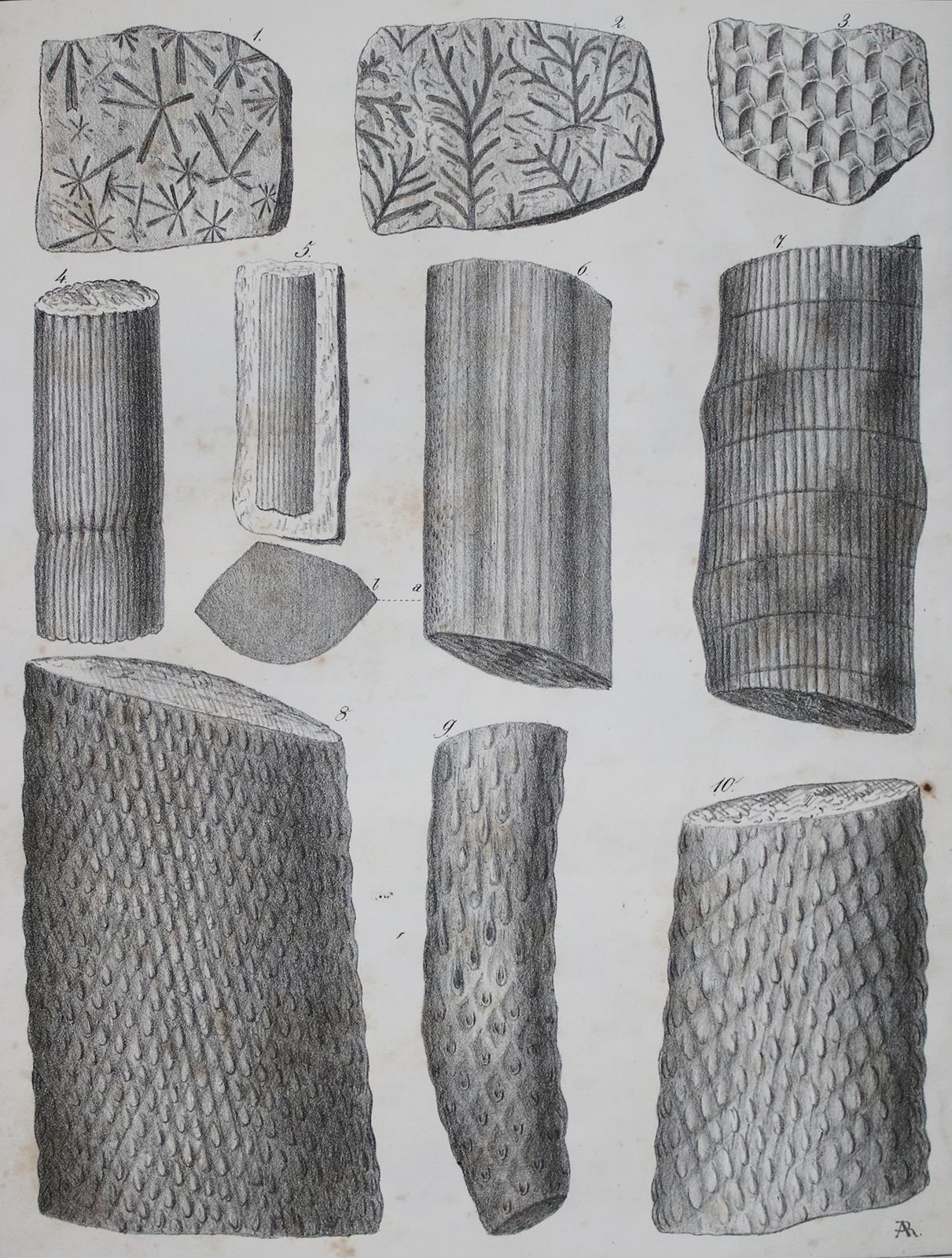 Roemer,F.A. | Bild Nr.3