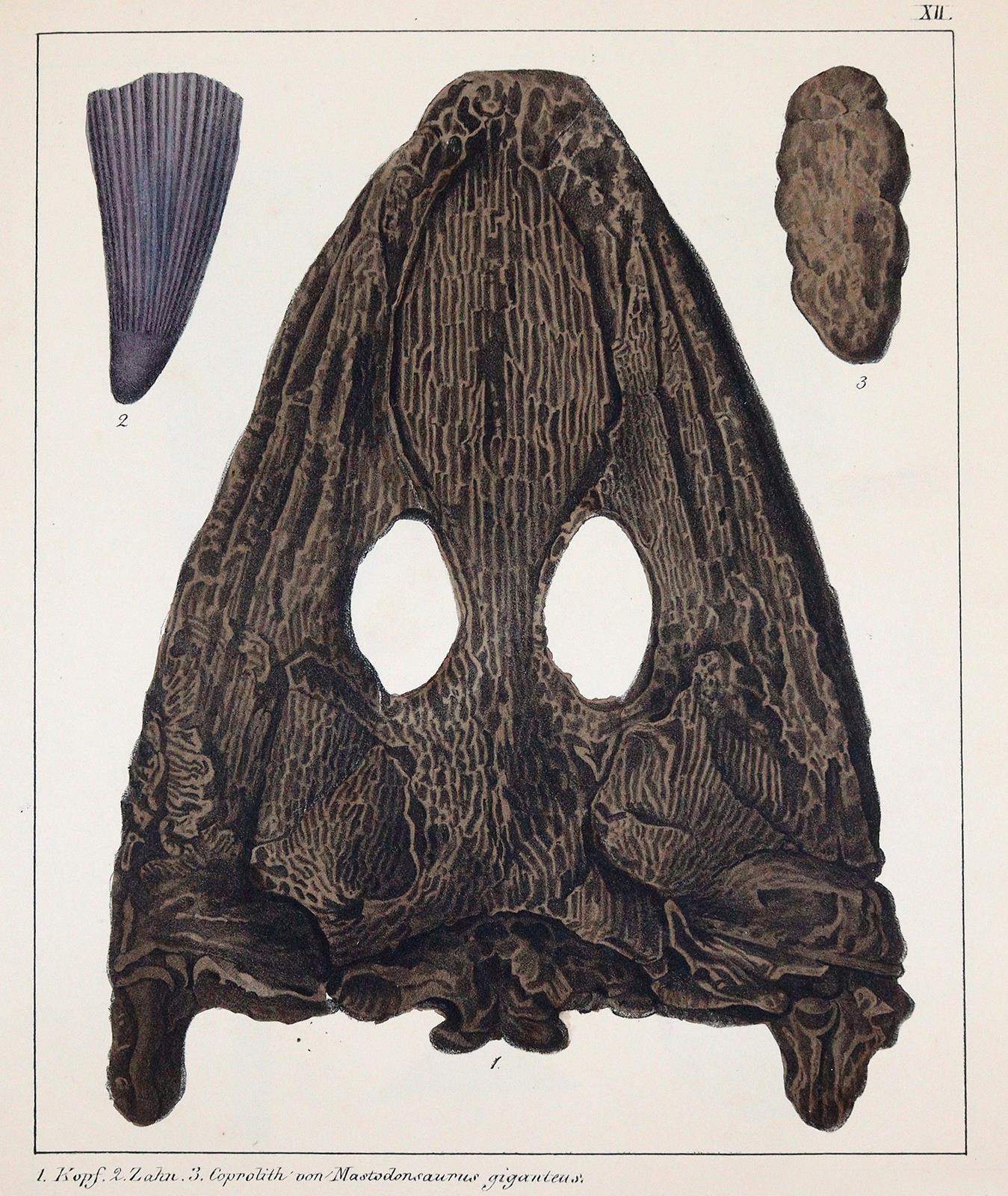 Schmidt,F.A. | Bild Nr.3