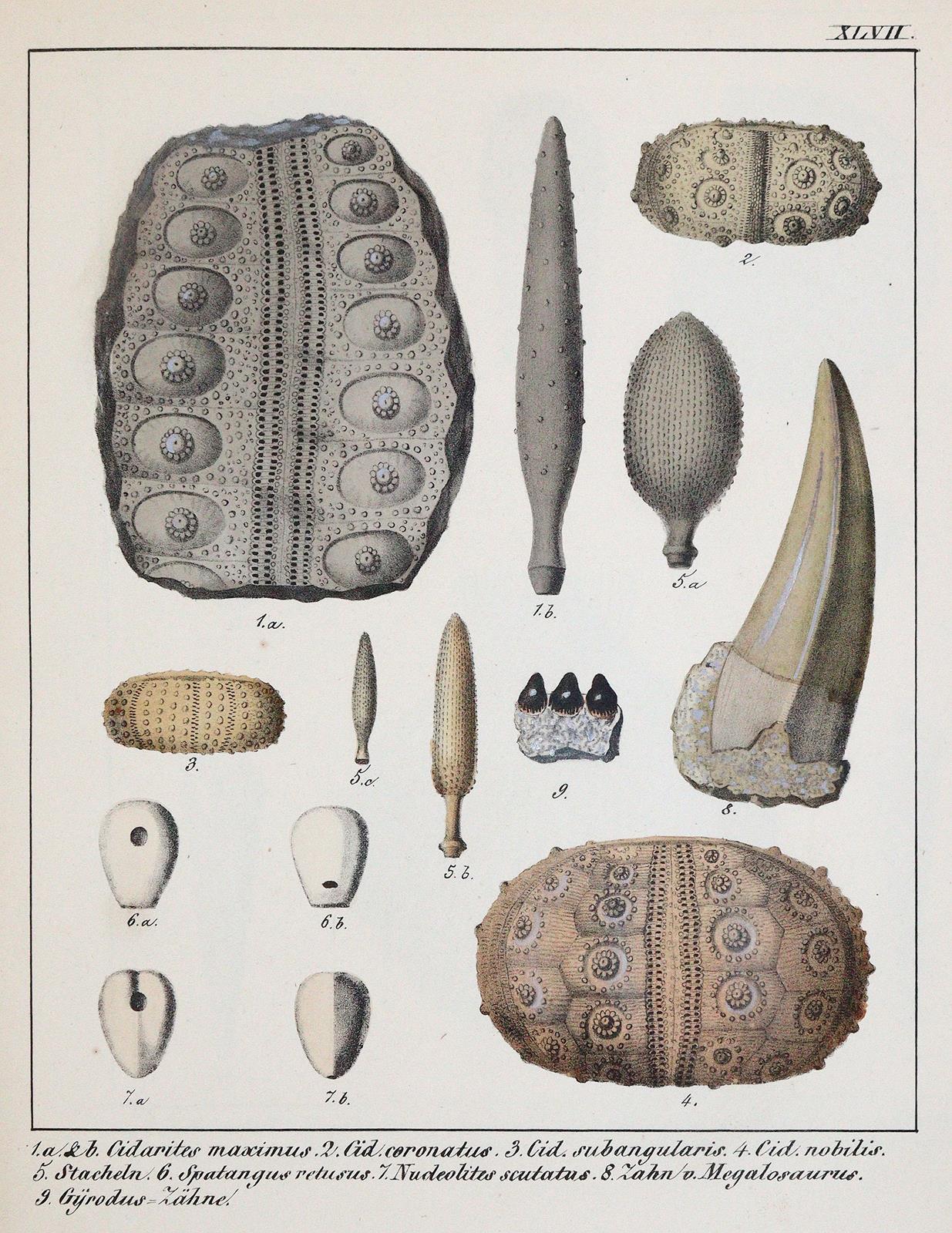 Schmidt,F.A. | Bild Nr.4