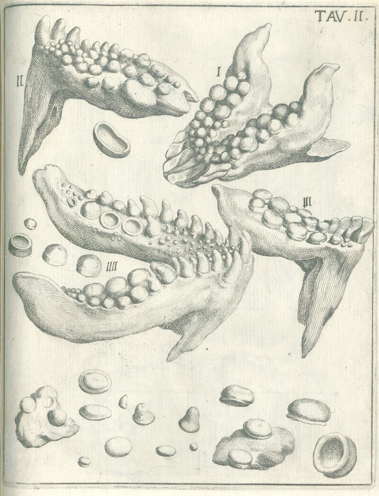 Scilla,A. | Bild Nr.2