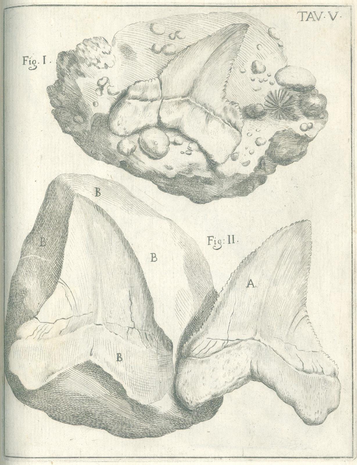 Scilla,A. | Bild Nr.3