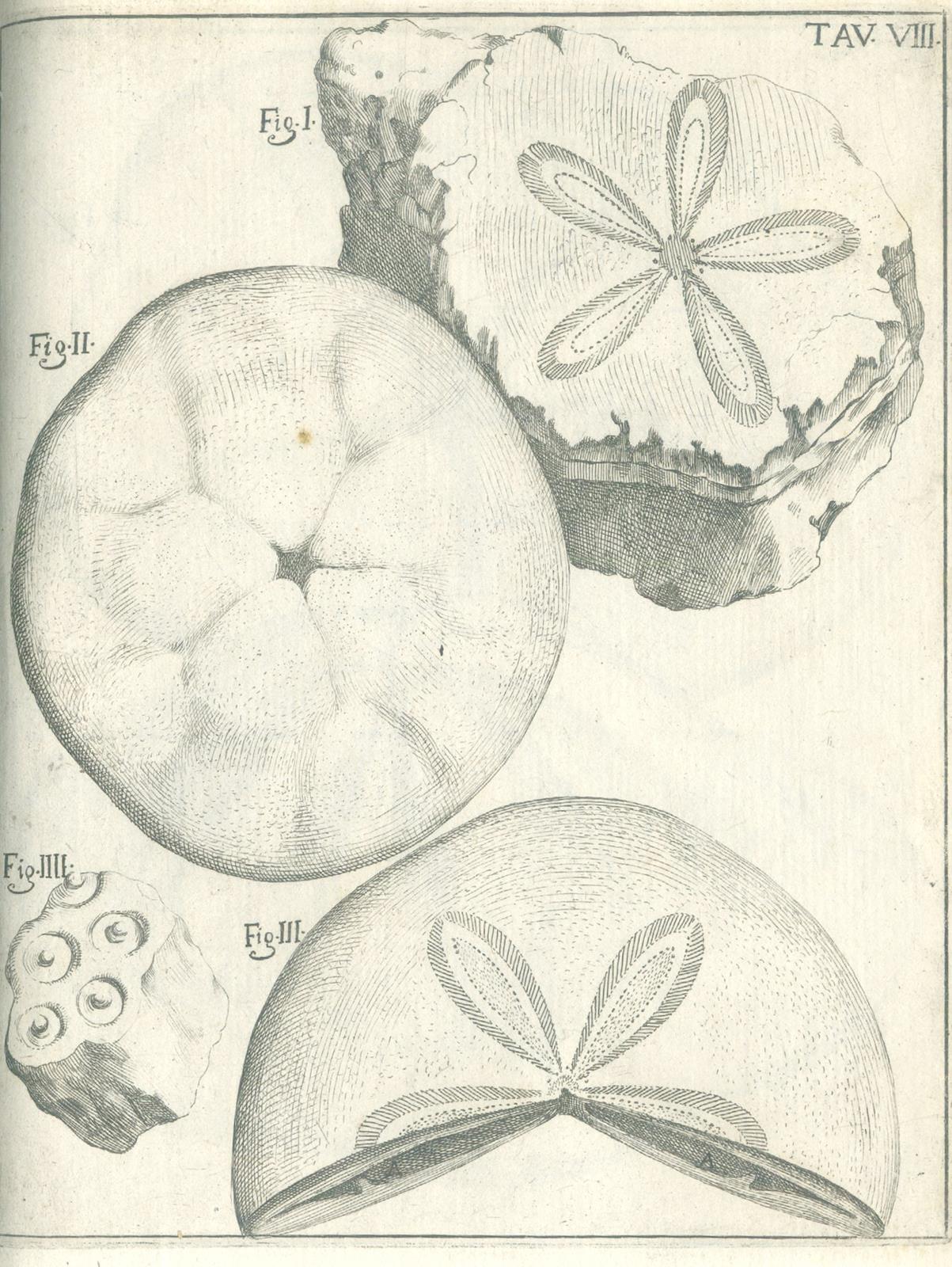 Scilla,A. | Bild Nr.4