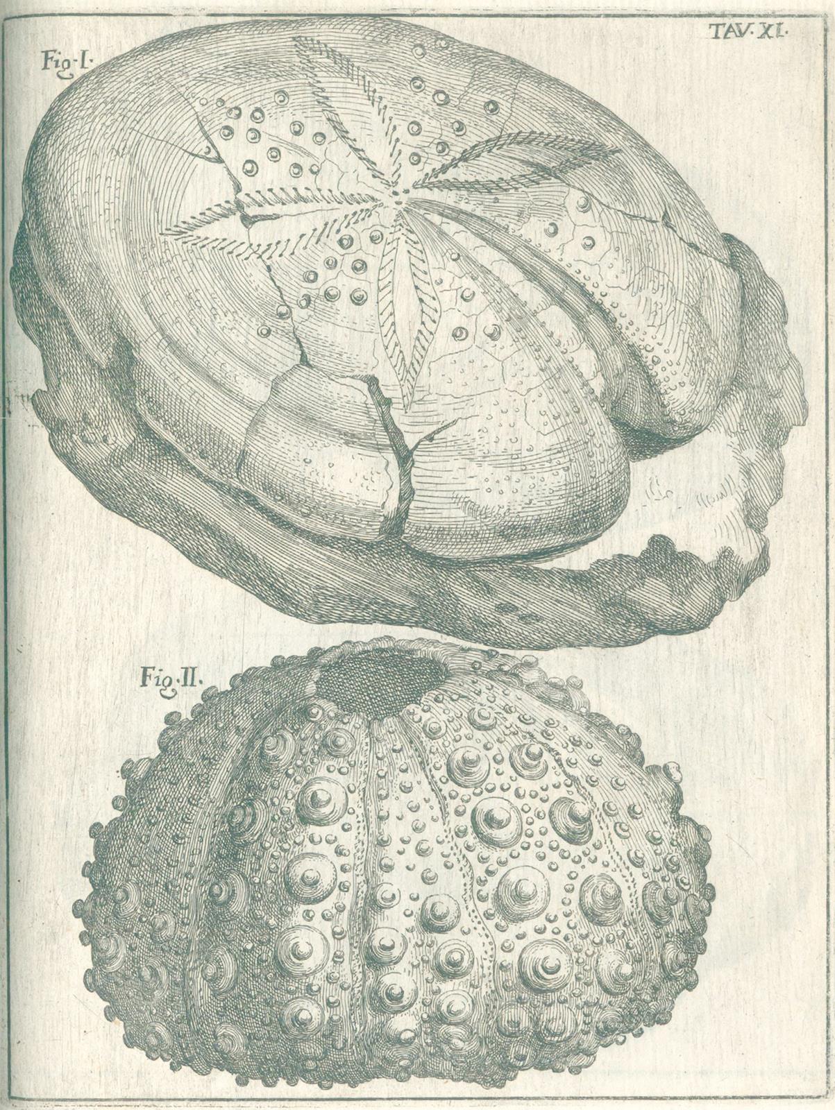 Scilla,A. | Bild Nr.5