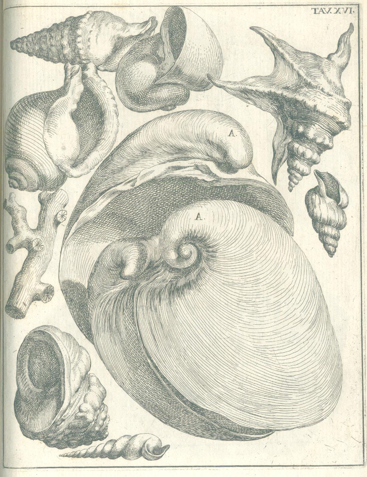 Scilla,A. | Bild Nr.6