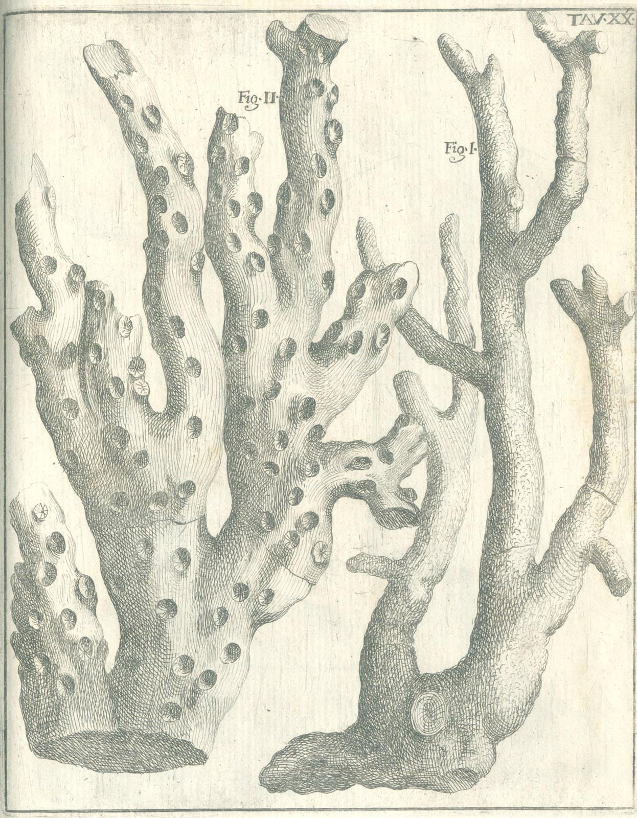 Scilla,A. | Bild Nr.7