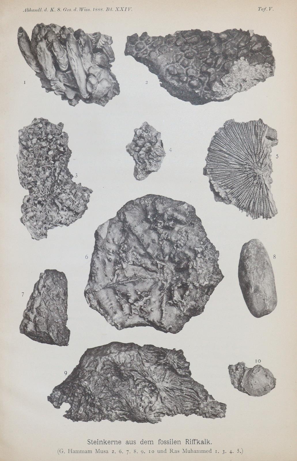 Walther,J. | Bild Nr.2