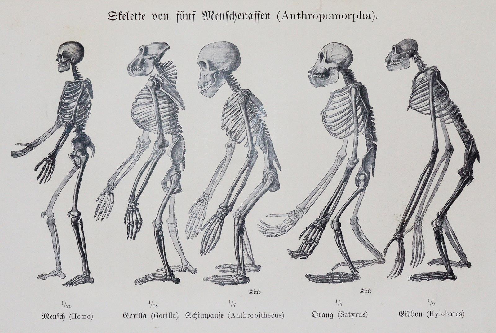 Haeckel,E. | Bild Nr.3