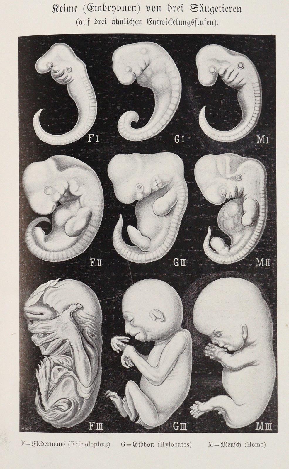 Haeckel,E. | Bild Nr.4