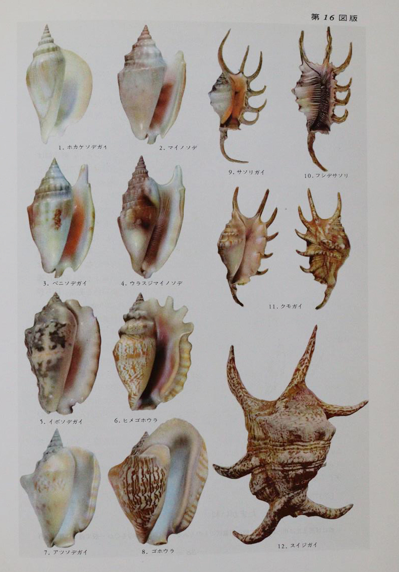 Hoikusha Illustrated Natural History | Bild Nr.3