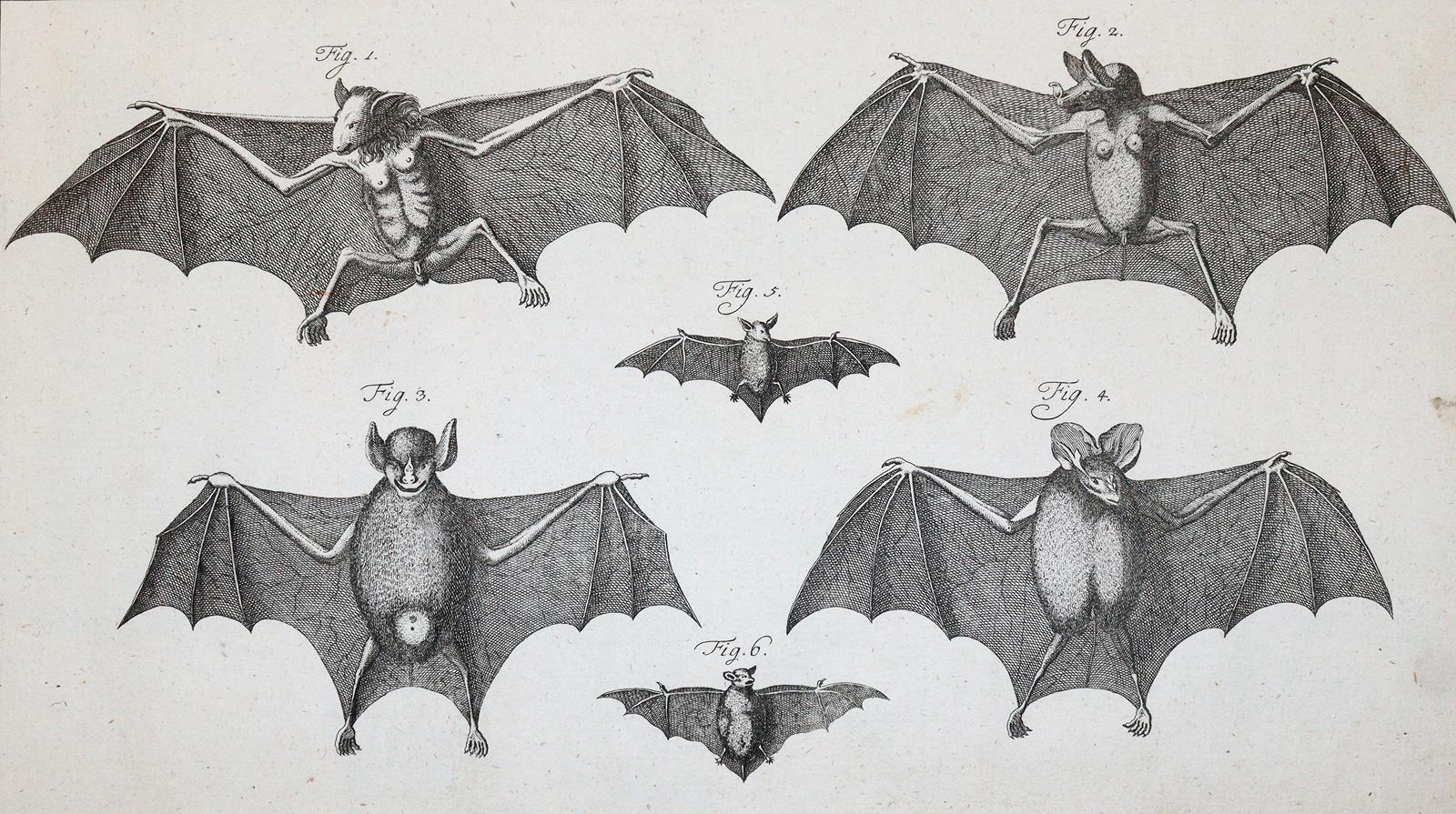 (LINNE, C. VON, | Bild Nr.1