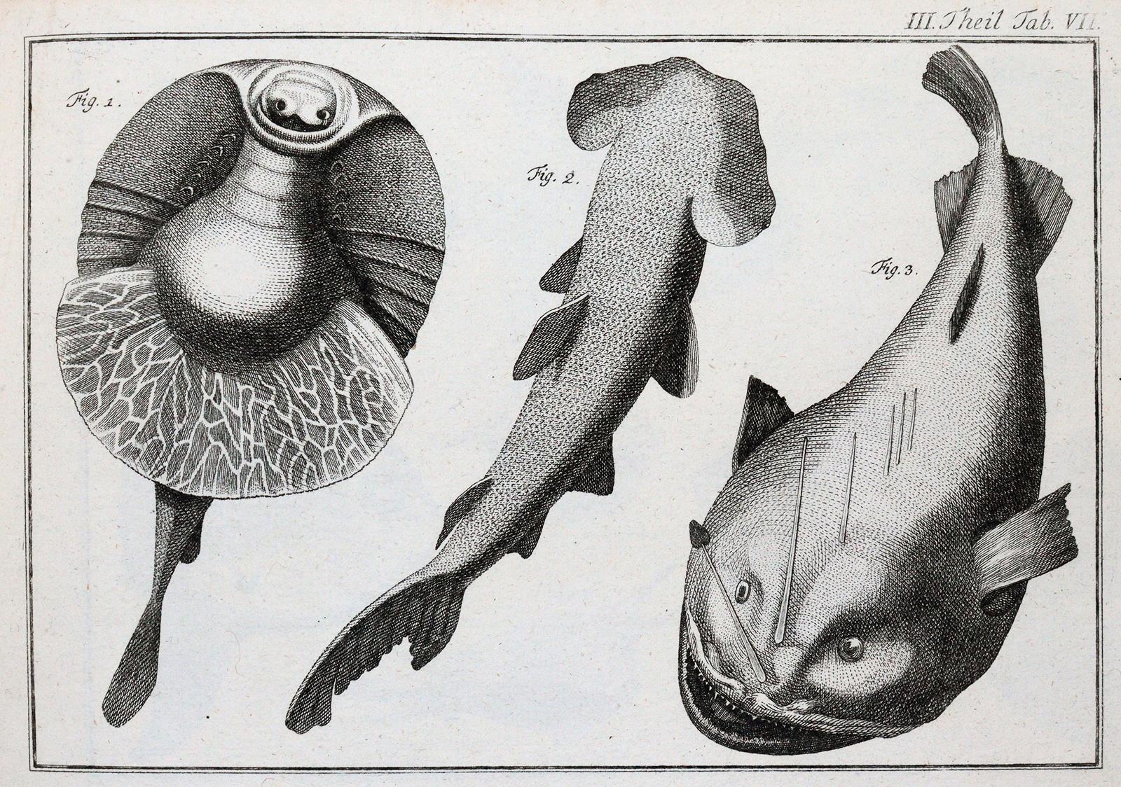 (LINNE, C. VON, | Bild Nr.3