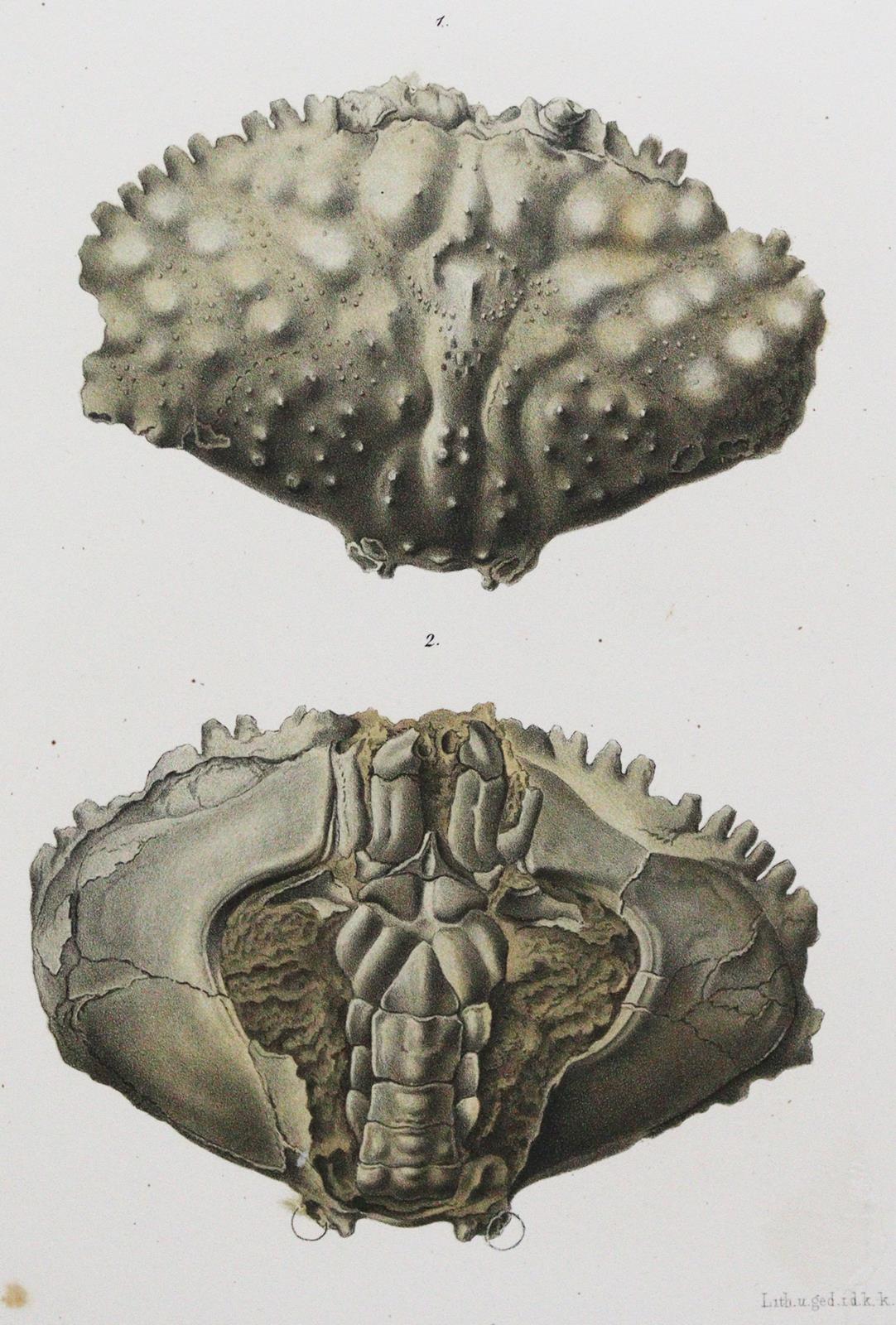 Reuss,A.v. | Bild Nr.2