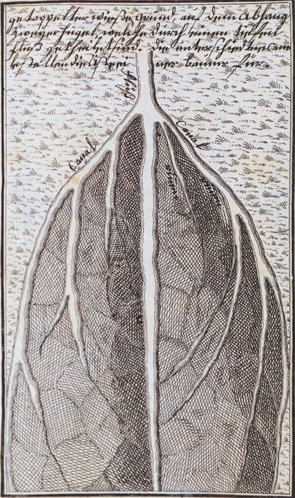 Bertrand,M.J. | Bild Nr.2