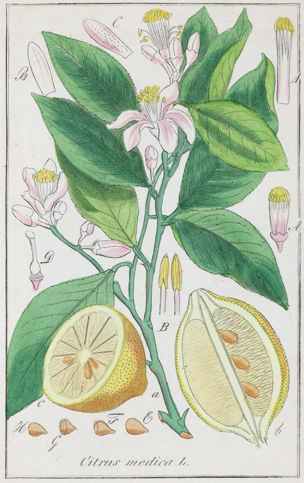 Preussen. | Bild Nr.7