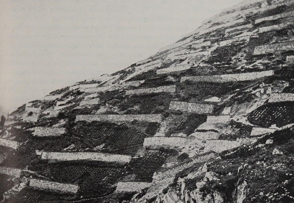 Rikli,M. | Bild Nr.2