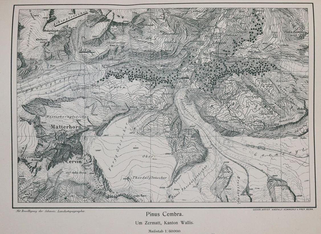 Rikli,M. | Bild Nr.6