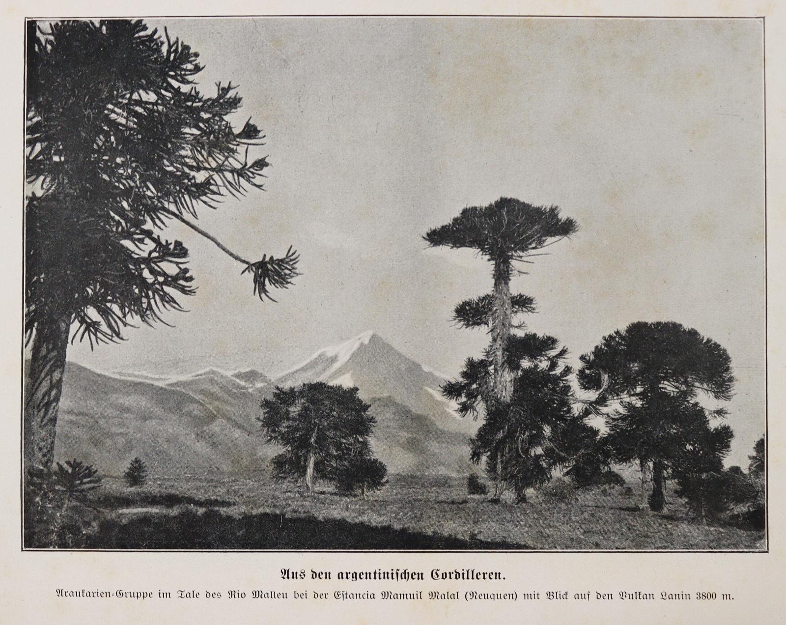 Storch,H. (Hrsg.). | Bild Nr.3